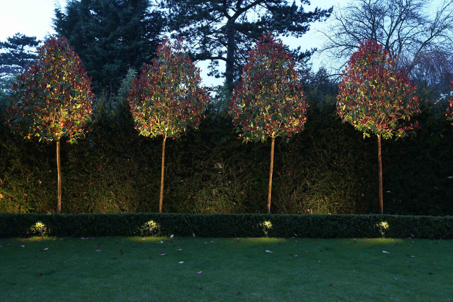 Kew 25 Spike Category