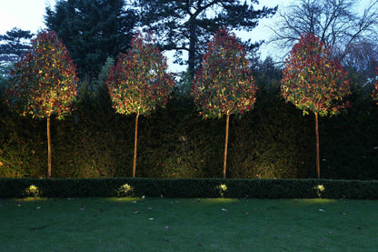 Kew 25 Spike Category